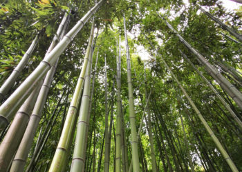 ‘Mini-entreprises’ : le collège Paul Gauthier à Cavaillon lauréat grâce au bambou