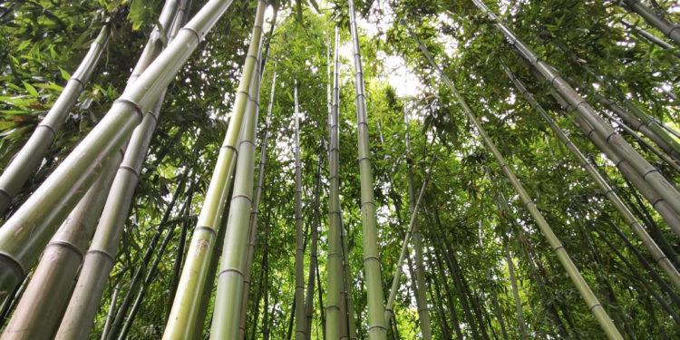 ‘Mini-entreprises’ : le collège Paul Gauthier à Cavaillon lauréat grâce au bambou
