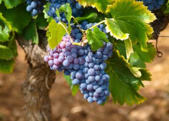 Rhonéa sélectionnée par Bpi France pour intégrer le programme ‘Accélérateur agroalimentaire’