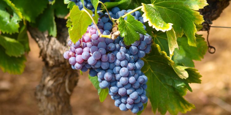 Rhonéa sélectionnée par Bpi France pour intégrer le programme ‘Accélérateur agroalimentaire’