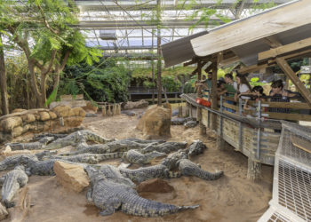 Ferme aux crocodiles, et si on jouait à l’étrange chauffeur du Nil ?