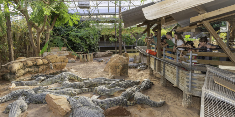Ferme aux crocodiles, et si on jouait à l’étrange chauffeur du Nil ?