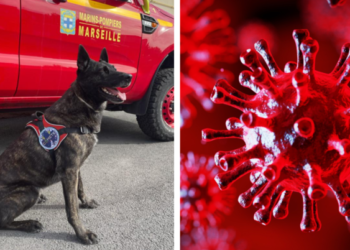 Des chiens renifleurs pour détecter le Covid