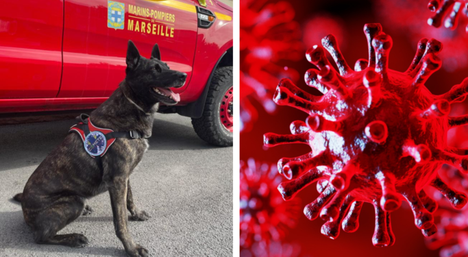 Des chiens renifleurs pour détecter le Covid