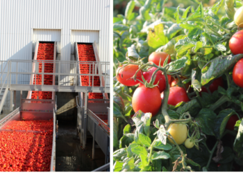 Le ‘Panier provençal’ enrichit son offre de nouvelles recettes dédiées aux particuliers