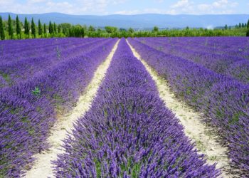 Ces endroits où admirer les champs de lavande en Provence