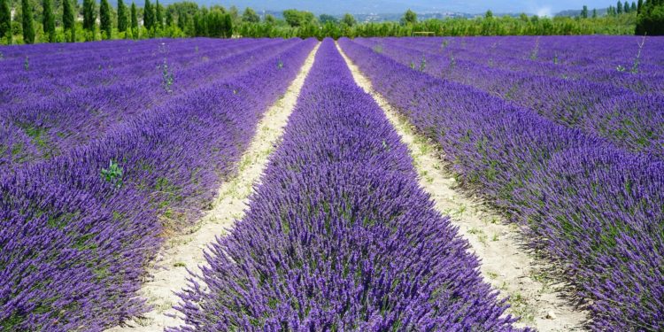 Ces endroits où admirer les champs de lavande en Provence