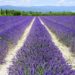 Ces endroits où admirer les champs de lavande en Provence
