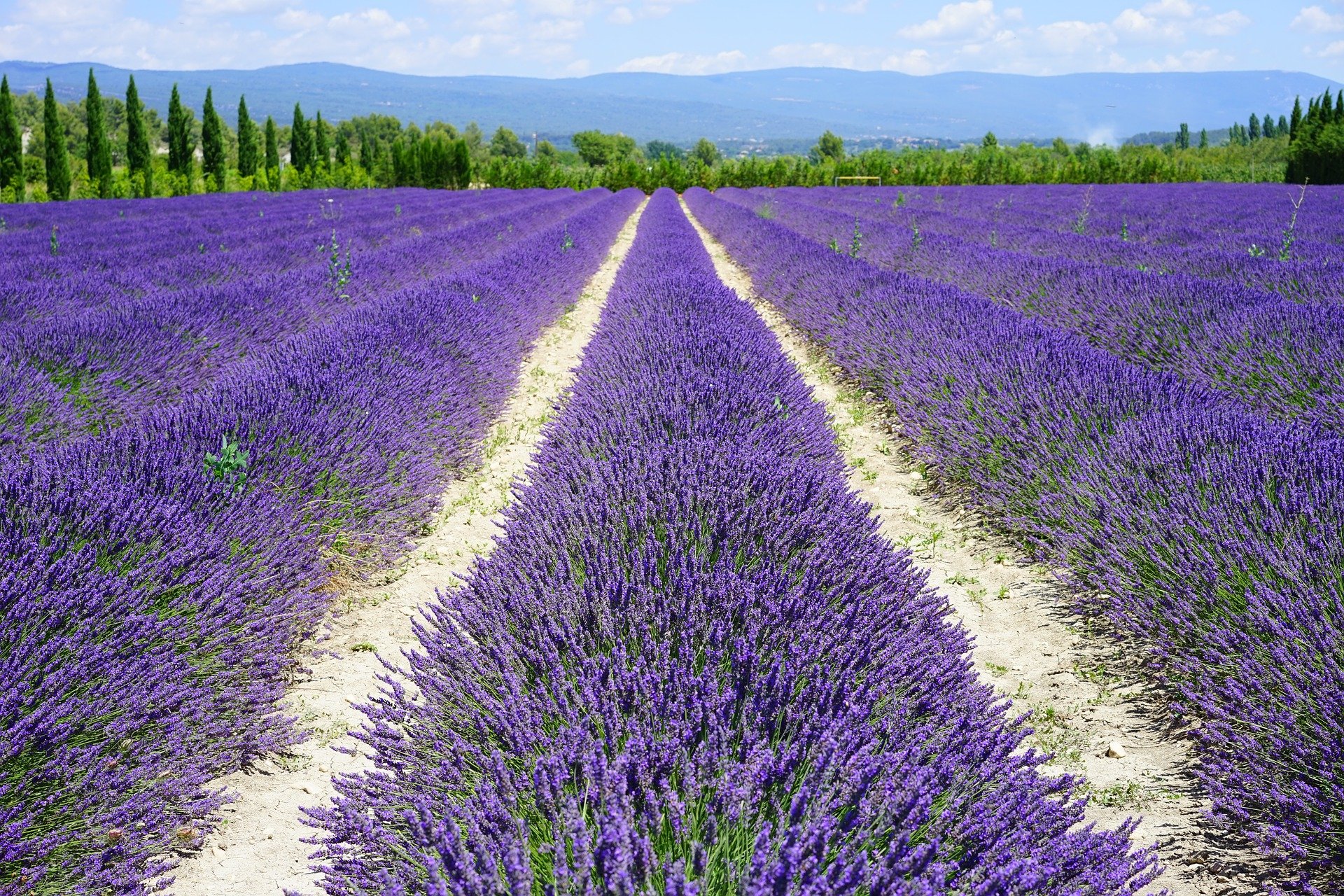 Ces Endroits O Admirer Les Champs De Lavande En Provence Culture 