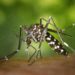Vaucluse : attention au moustique Tigre