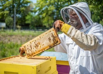 Rhône Lez Provence : la récolte du miel intercommunal