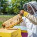 Rhône Lez Provence : la récolte du miel intercommunal