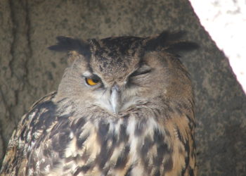 Qui sont véritablement les rapaces du Luberon ?