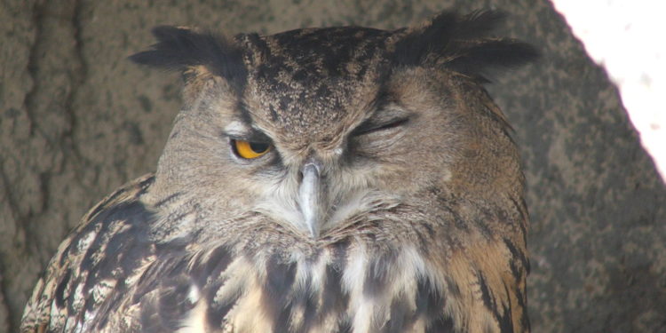 Qui sont véritablement les rapaces du Luberon ?