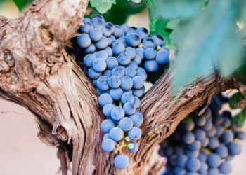 Balades dans les vignes du Luberon au coucher du soleil
