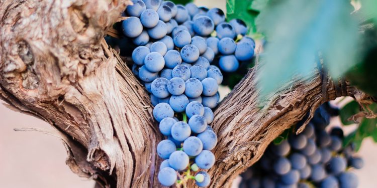 Balades dans les vignes du Luberon au coucher du soleil