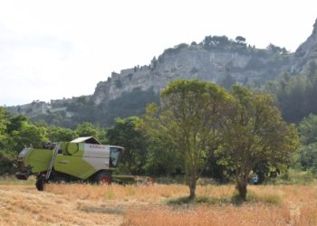Baumanière : après la moisson d’étoiles, celle de blé