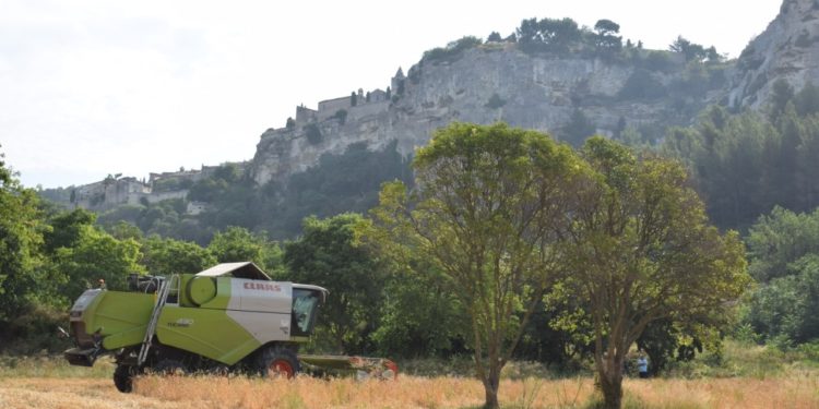 Baumanière : après la moisson d’étoiles, celle de blé