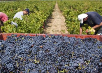 Vallée du Rhône : retour à la norme pour les vendanges