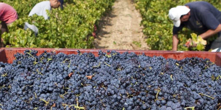 Vallée du Rhône : retour à la norme pour les vendanges