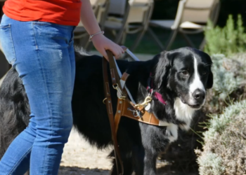 (Vidéo) Isle-sur-la-Sorgue, La Fondation Gaillanne des chiens guides d’aveugles ouvre ses portes les 25 et 26 septembre