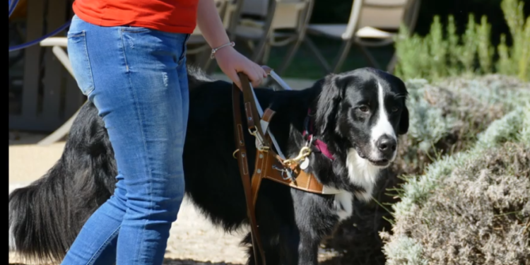 (Vidéo) Isle-sur-la-Sorgue, La Fondation Gaillanne des chiens guides d’aveugles ouvre ses portes les 25 et 26 septembre