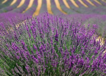L’AMV versus L’Union Européenne une pétition pour sauver la lavande !