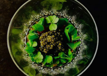 La Mirande, une nouvelle distinction pour le chef étoilé Florent Piétravalle et du changement au restaurant