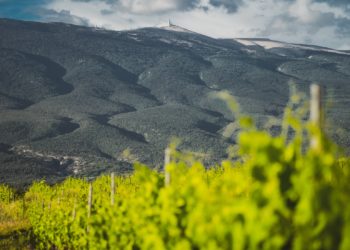 L’AOC Ventoux veut atteindre des sommets d’engagement d’ici 2030