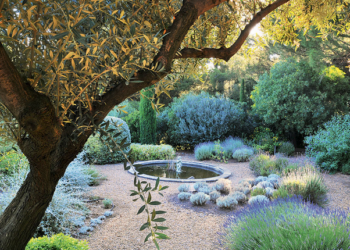 Saint-Didier, Comment le génie végétal s’adapte à la sècheresse