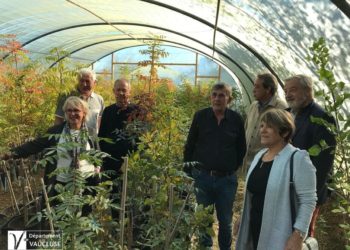 Le Vaucluse a sa pistache bio