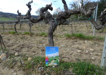 Des randonnées et des vins