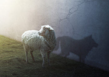 Les éleveurs ovins vauclusiens dénoncent les nouvelles attaques de loups
