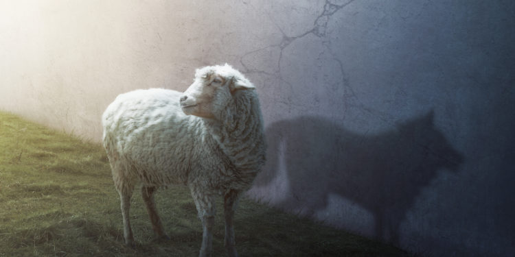 Les éleveurs ovins vauclusiens dénoncent les nouvelles attaques de loups
