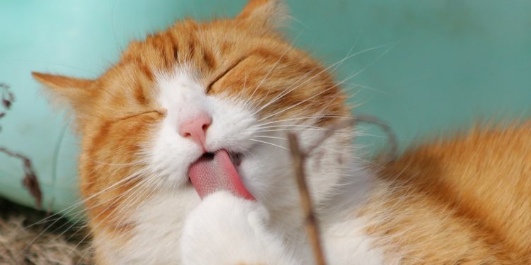 Avignon : les vétérinaires où stériliser votre chat en bénéficiant d’une remise