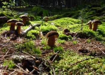 Saint-Trinit fête le champignon le dimanche 10 octobre
