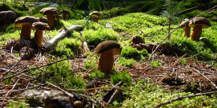 Saint-Trinit fête le champignon le dimanche 10 octobre