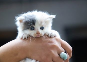 ‘Avignon animo passion’ : boules de poils pour vague d’amour