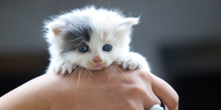 ‘Avignon animo passion’ : boules de poils pour vague d’amour