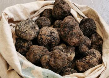 Le marché aux truffes de Carpentras, une institution