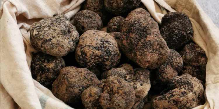 Le marché aux truffes de Carpentras, une institution