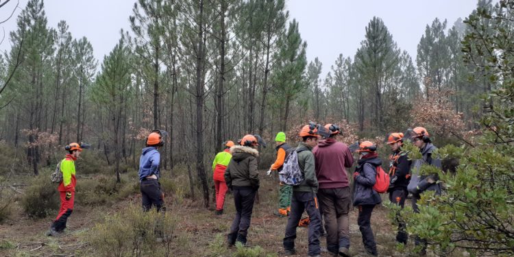 Villars : chantier de formation à la gestion forestière en Luberon