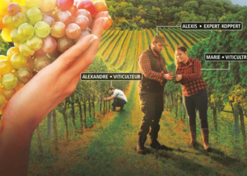 Koppert France s’ouvre au marché de la vigne avec une gamme de produits de biocontrôle