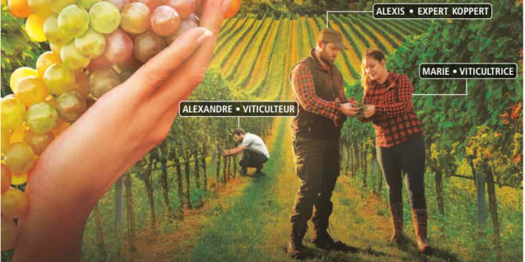 Koppert France s’ouvre au marché de la vigne avec une gamme de produits de biocontrôle