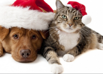 SPA, les animaux aussi aiment Noël