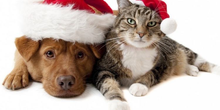 SPA, les animaux aussi aiment Noël