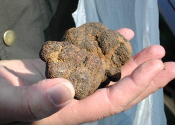 Carpentras, c’est la Fête de la truffe !