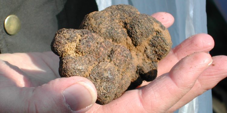 Carpentras, c’est la Fête de la truffe !