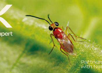 Cavaillon : Koppert change d’image, pas de philosophie