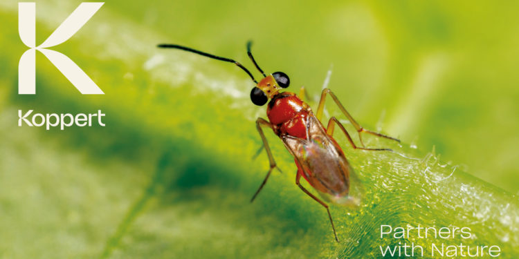 Cavaillon : Koppert change d’image, pas de philosophie